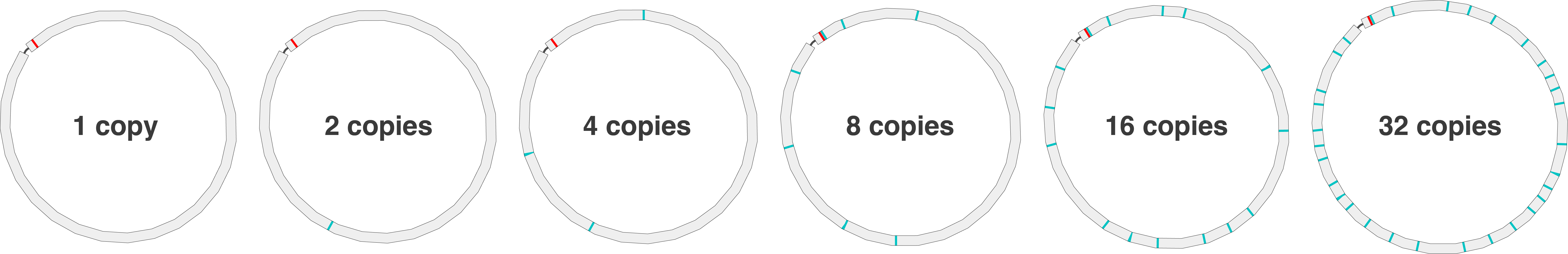 HERRO test genomes with copied rRNA operon